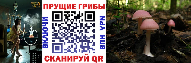 Купить  Александровское  Псилоцибиновые грибы прущие грибы 
